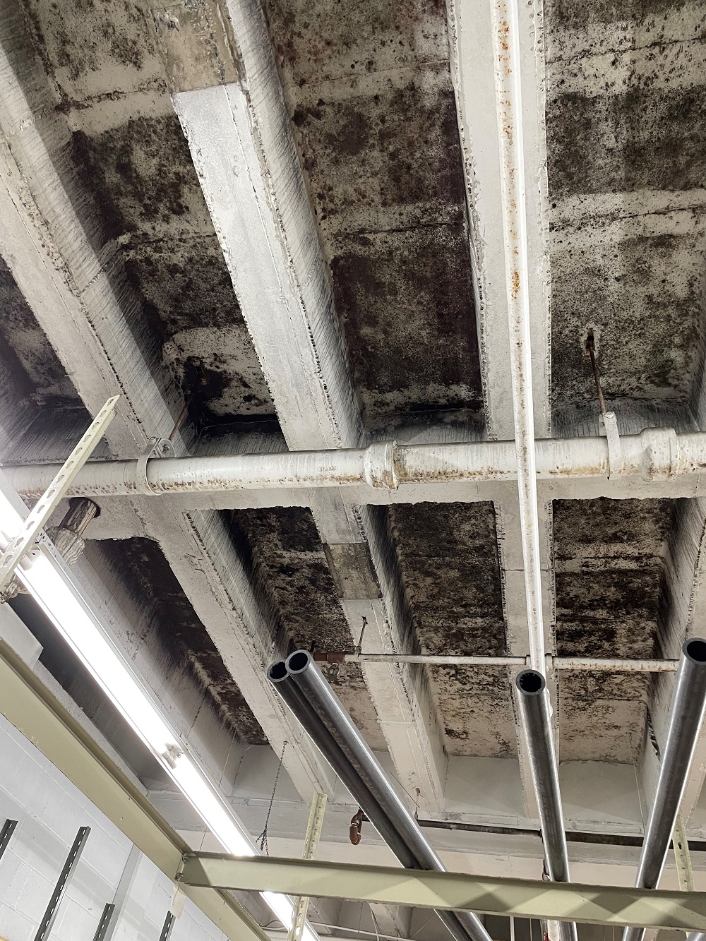 Black mold between ceiling beams