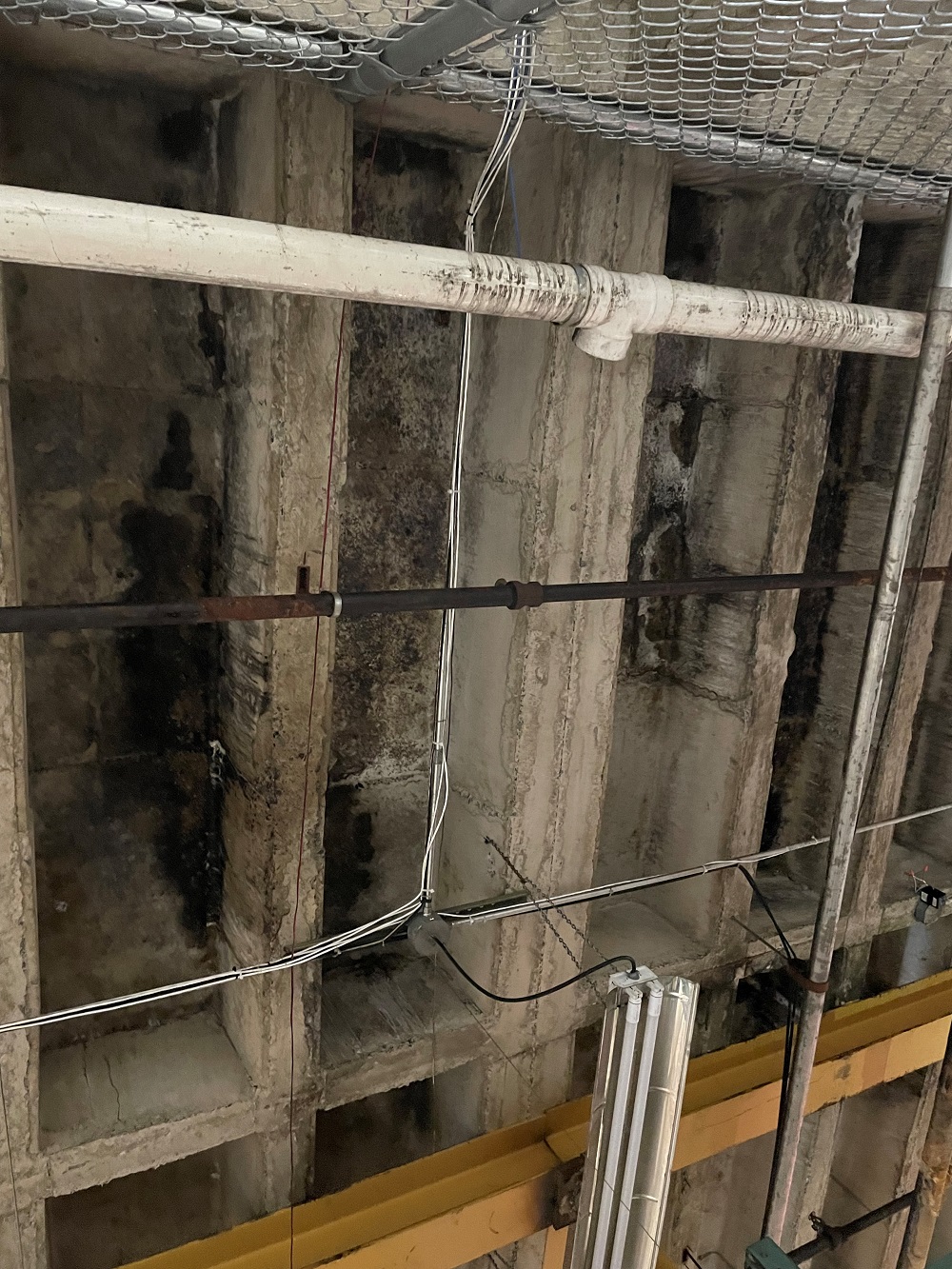 Black mold on concrete structure