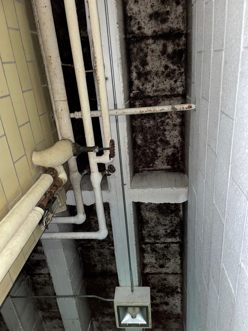 Heavy black mold growths